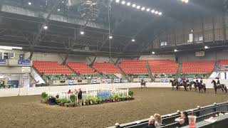 2025 Connecticut Morgan Horse Show in West Springfield, MA