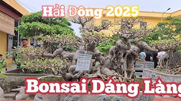 ZBV- HĐ3:Dàn Bonsai mini để bàn ấn tượng tại triển lãm Hải Đông Hải Hậu2025#bonsai #bonsaimini