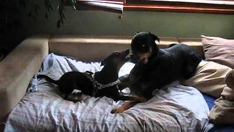 Teckla & Dylan