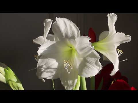 Βίντεο: Κοινές ποικιλίες Αμαρυλλίς - Μάθετε για τους τύπους των λουλουδιών της Αμαρυλλίς