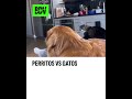 Perros vs Gatos
