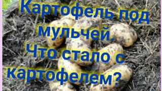 Выращивание картофеля под мульчей. Первый урожай. Проверяем, что выросло.