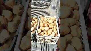 فقع الحدود العراقية السعودية 15 فبراير 2026 #اكسبلور #nature #فقع