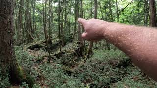 Aokigahara Round 7... Part 11  (WARNING ! Body found  Contains disturbing scenes)