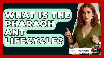 What Is The Pharaoh Ant Lifecycle? - Insects and Invaders