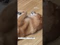 元野犬のチャチャ(シニア)だよ🦊✨  僕ずっと待ってるのに...                              #野犬#野犬の子もすっごくかわいい