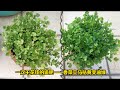 香菜的生长秘诀——只需一种真正的免费肥料，香菜叶子油绿，个子蹭蹭往上长！|How to grow coriander well？