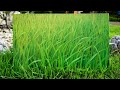 How to Paint Grass | Oil Painting Techniques