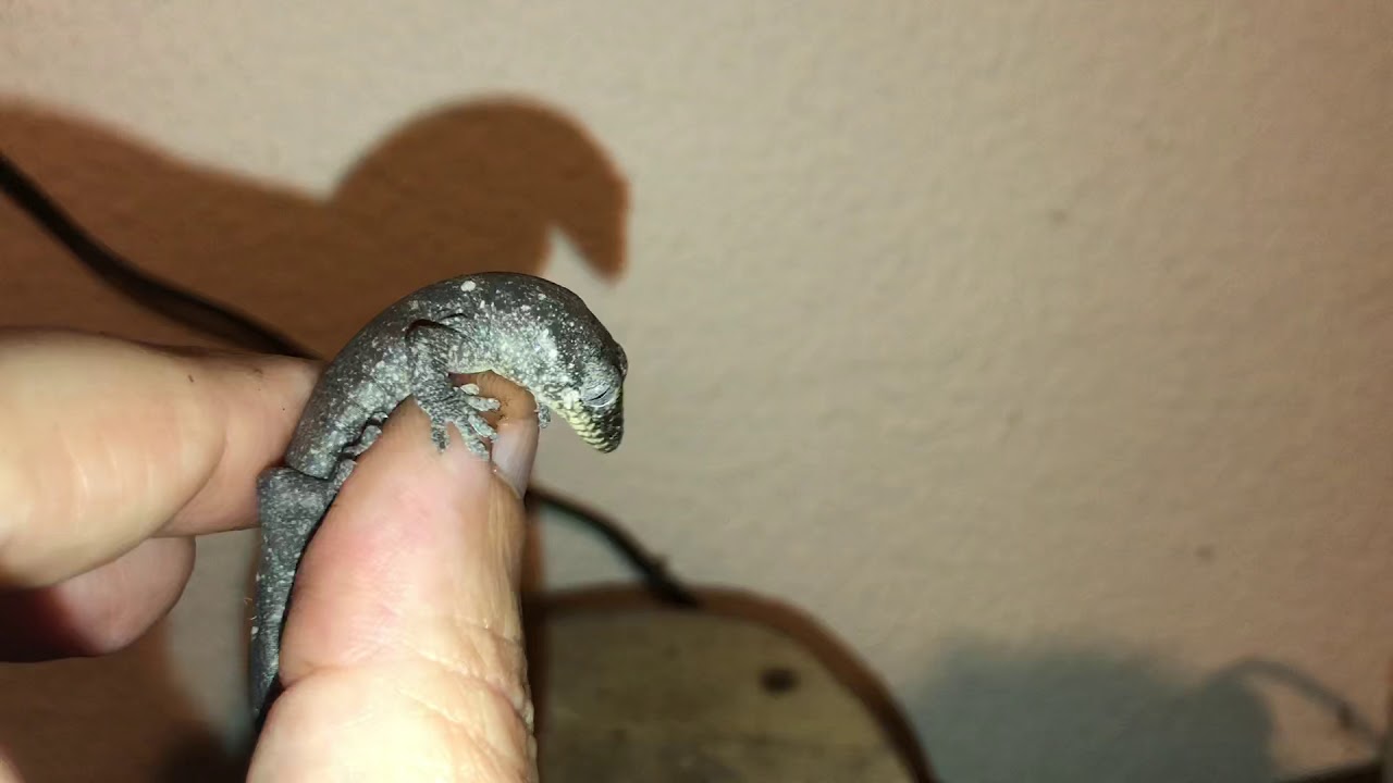 camera iphone 8 plus apk Freshly born Rhacodactylus trachycephalus Spekner line