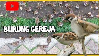 Kicauan BURUNG GEREJA Tarung ngerol panjang @IPBIRDBANDUNG