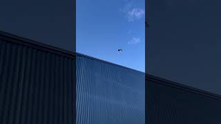 Flippy Spinny Willy!! #daily #birds #willy #wagtail #showoff #love #nature #littlebird #bluescreen