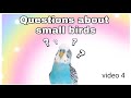 Questions about small birds | read description