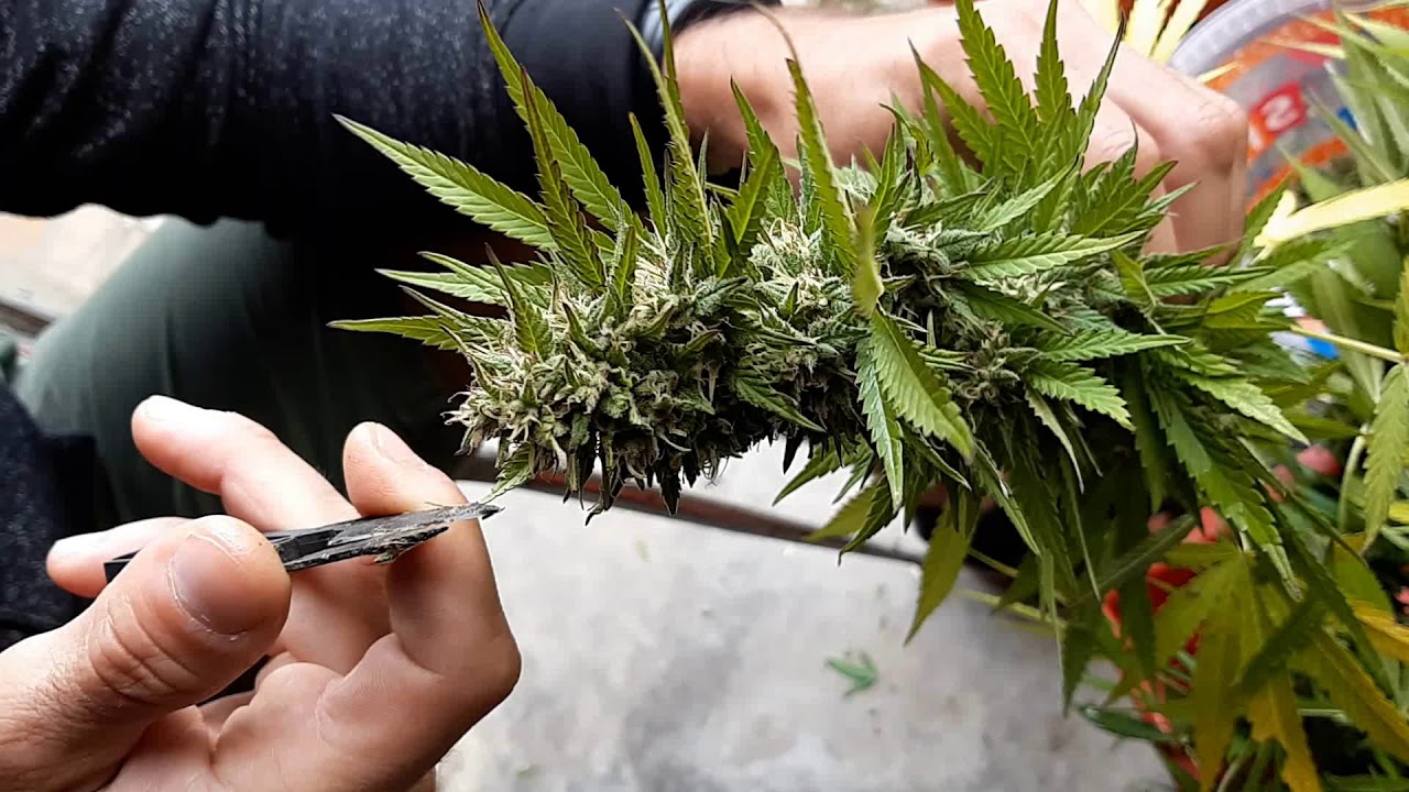 Feles weed - canapa light legal weed 2019