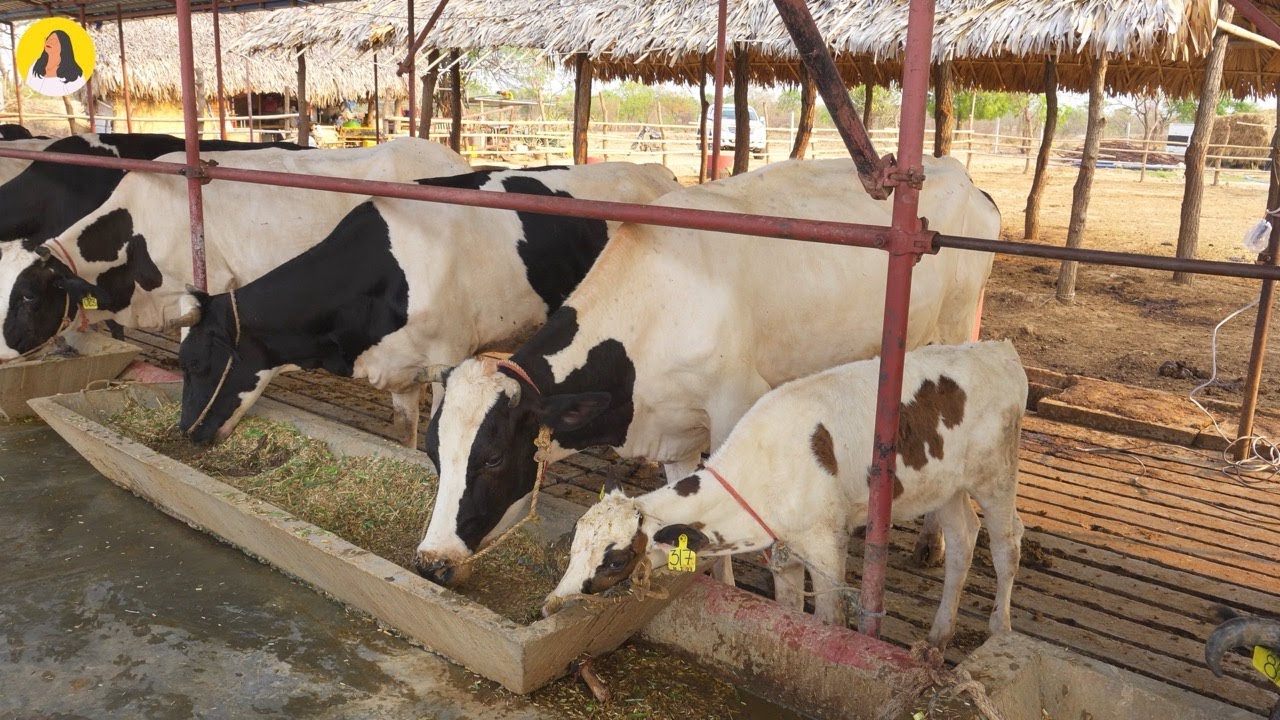 ဆိုလာနဲ့ နေရတဲ့ နွားလေးတွေဆီကရတဲ့ နို့ထွက် ပစ္စည်းတွေ...🐮🥛