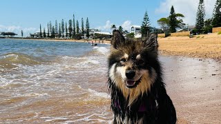 Queens Beach Scarborough Dog Beach