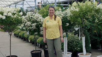 PETITTI | How to Grow & Care for Panicle Hydrangea Trees