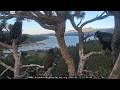 Jackie returns to the nest, Shadow brings three fish for his family 12.07.2026 @FOBBVCAM