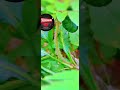 #hindisong #bollywood #song #youtubeshorts #ytshorts trending #viral#today#green#photography