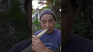 Cara Aku Makan Tebu | How I eat sugarcane #sugarcane #youtubeshorts