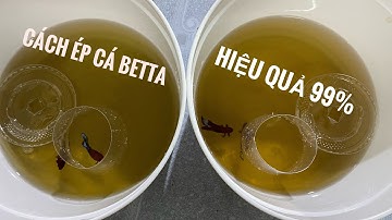 HƯỚNG DẪN CÁCH ÉP CÁ BETTA || Đơn giản và rất hiệu quả