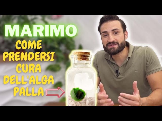 Alga Marimo, curiosità e come prendersi cura di questa alga