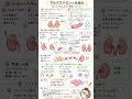 【2分でわかる】アルドステロンの仕組みを超わかりやすく解説!