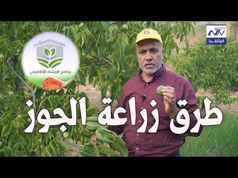 طرق زراعة الجوز مع المهندس قاسم حسن برنامج الارشاد الزراعي الحلقة الاولى