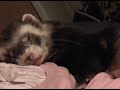 Tickle Sleepy Cute Ferret