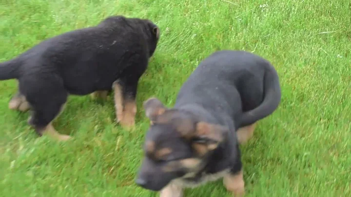 German Shepherd Puppies For Sale Priscilla Fisher