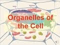 Organelles of the Cell (updated)