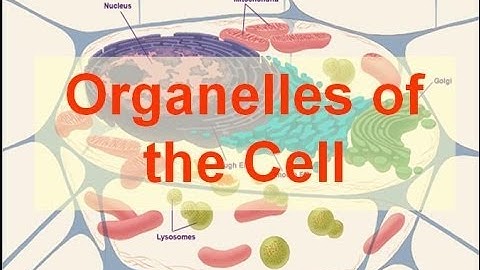 Organelles of the Cell