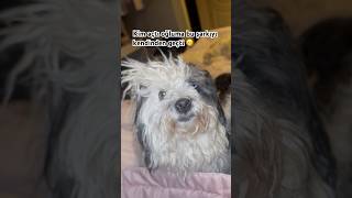 Mazlum çetom ya 🤣 #terrier #viral #keşfetbeniöneçıkar