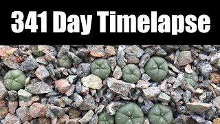 22 341 Day Timelapse Of Lophophora Experiment Seedlings
