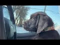 10 week old Pudelpointer (Hank) PT1 “leave it”
