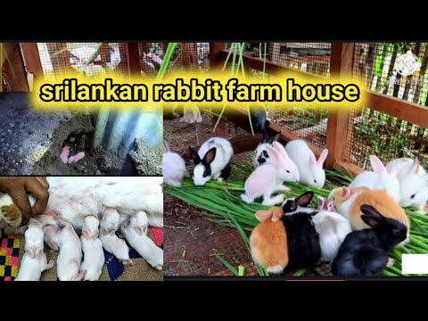 srilankan rabbit farm house | இலங்கையில் முயல் பண்ணை | 400 rabbits #rabbitfarming