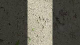 jejak kaki harimau sumatera halaman rumah warga