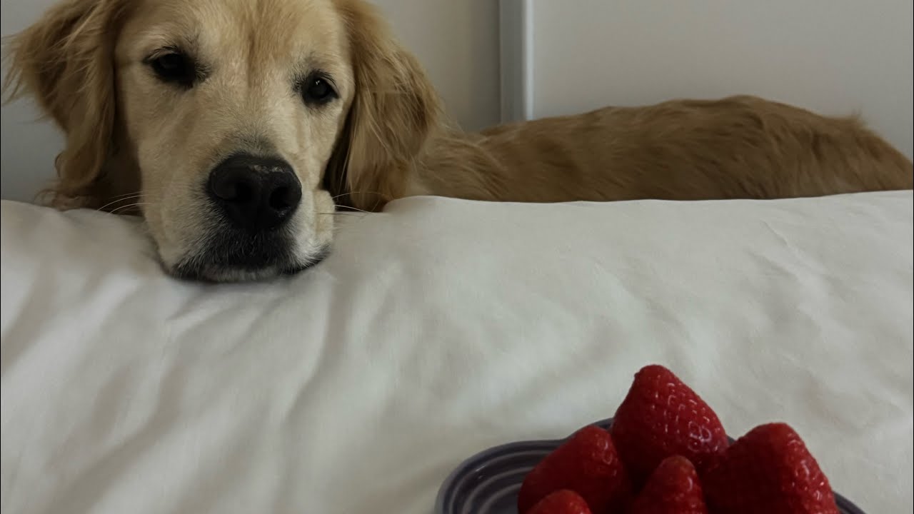 꼬순내 가득한 vlog