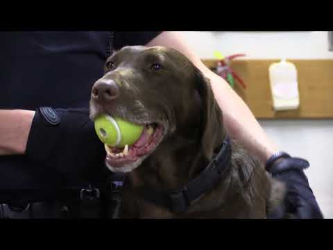 Detector Dog Holly helps protect Canadian border