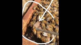 Honey Bees Building Queen Cells | Royal Jelly Feeding Proces #QueenCell #RoyalJell#shorts#shortfeed