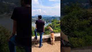 Beautiful day out with my dog ❤️#cute #shorts #tiktok #goldenretriever