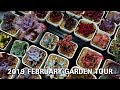 2019 February Garden Tour Succulents