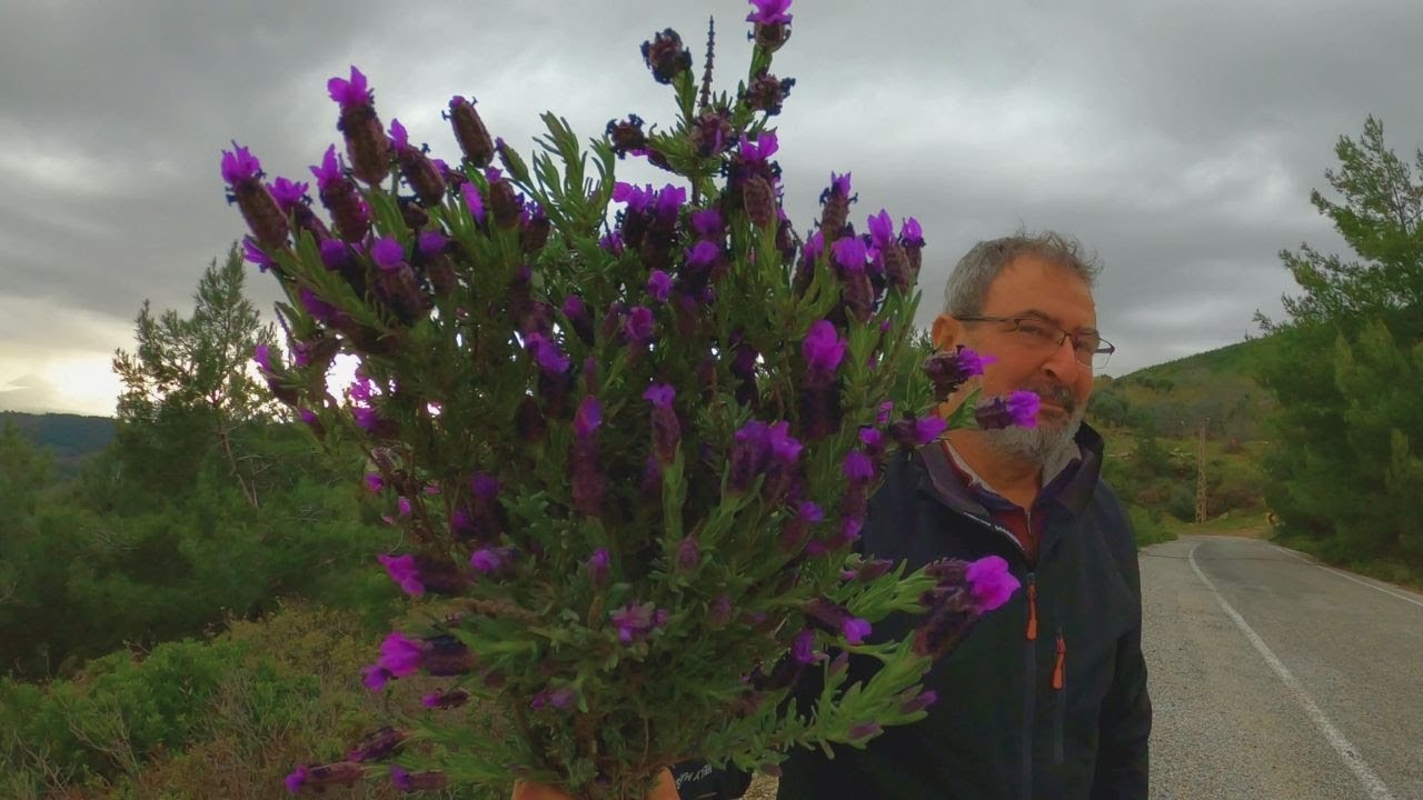 BALCILAR : HAVASI MİS KOKULU BİR KÖY...