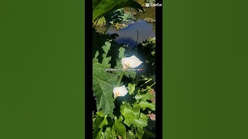 my favs #music #songs #shorts #viral #fyp #conangray #taylorswift #chappellroan #shortsvideo