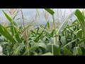 Harvesting corn in our garden