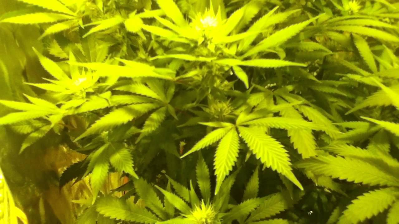 250w hps grow day 23 off flower