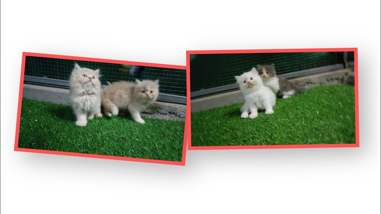 Colorful Persian kittens 