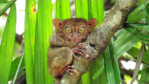 Interesting facts about the tarsier / ANIMAL TEAM