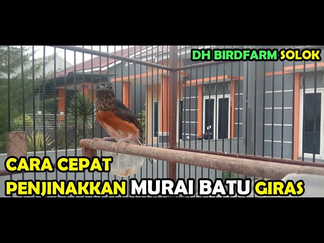 TUTORIAL PENJINAKKAN MURAI BATU TROTOL YANG GIRAS / LIAR class=