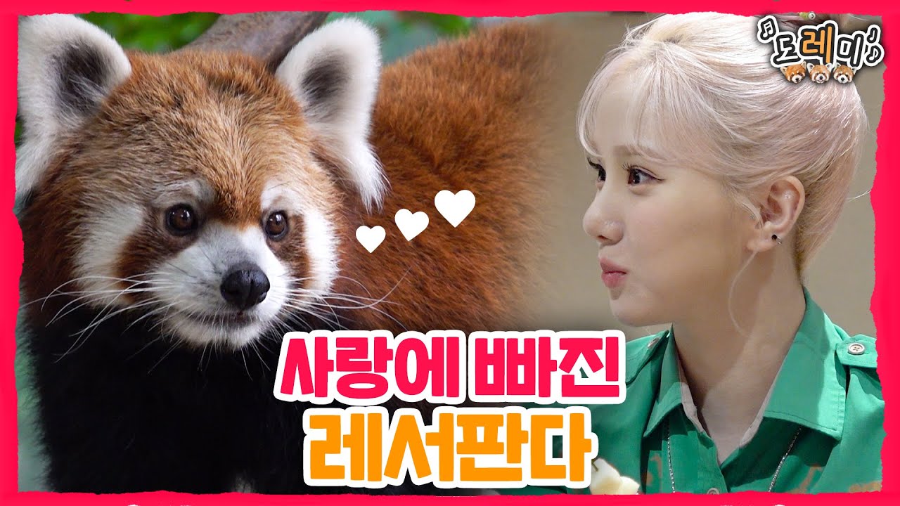(SUB) Компания VIVIZ EUNHA готовит фруктовый тангулу для малой панды🍎│Everland Red Panda