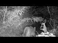 MOUNTAIN LION in WNC? - A Study